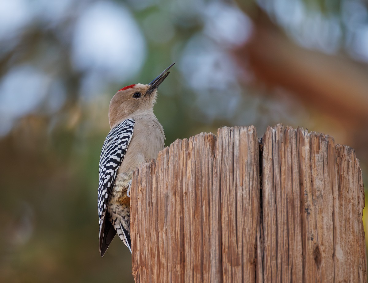 Gila Woodpecker - ML645430371