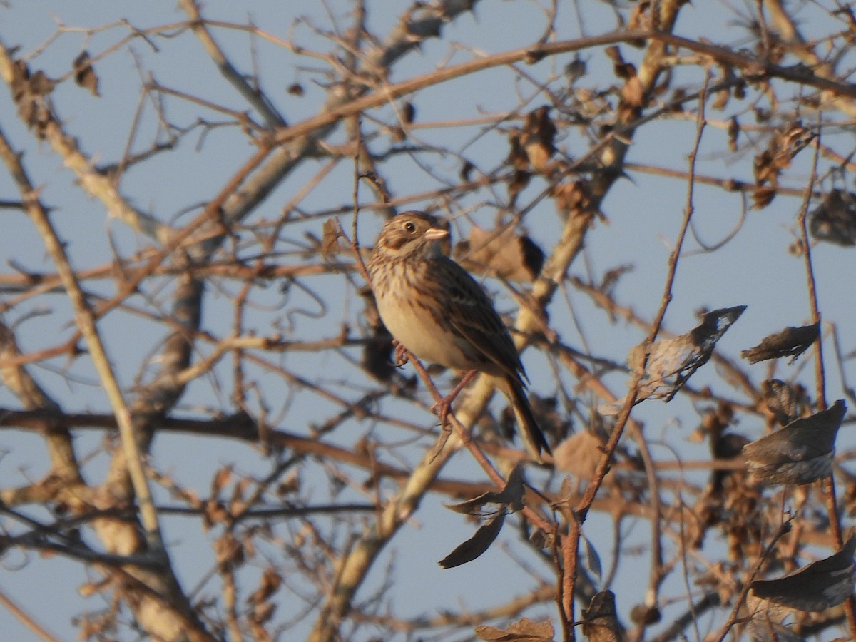 Vesper Sparrow - ML645430377