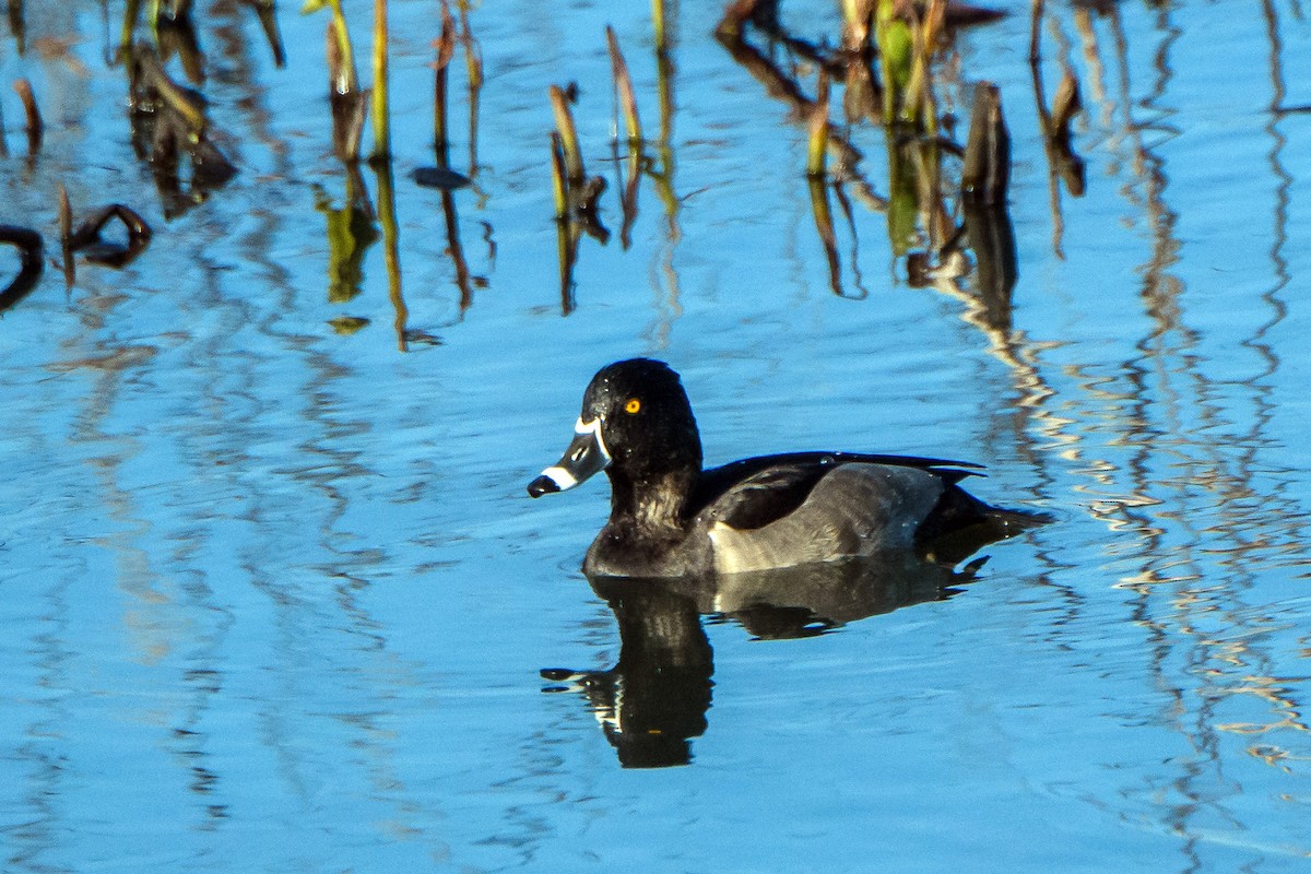 クビワキンクロ - ML645430378