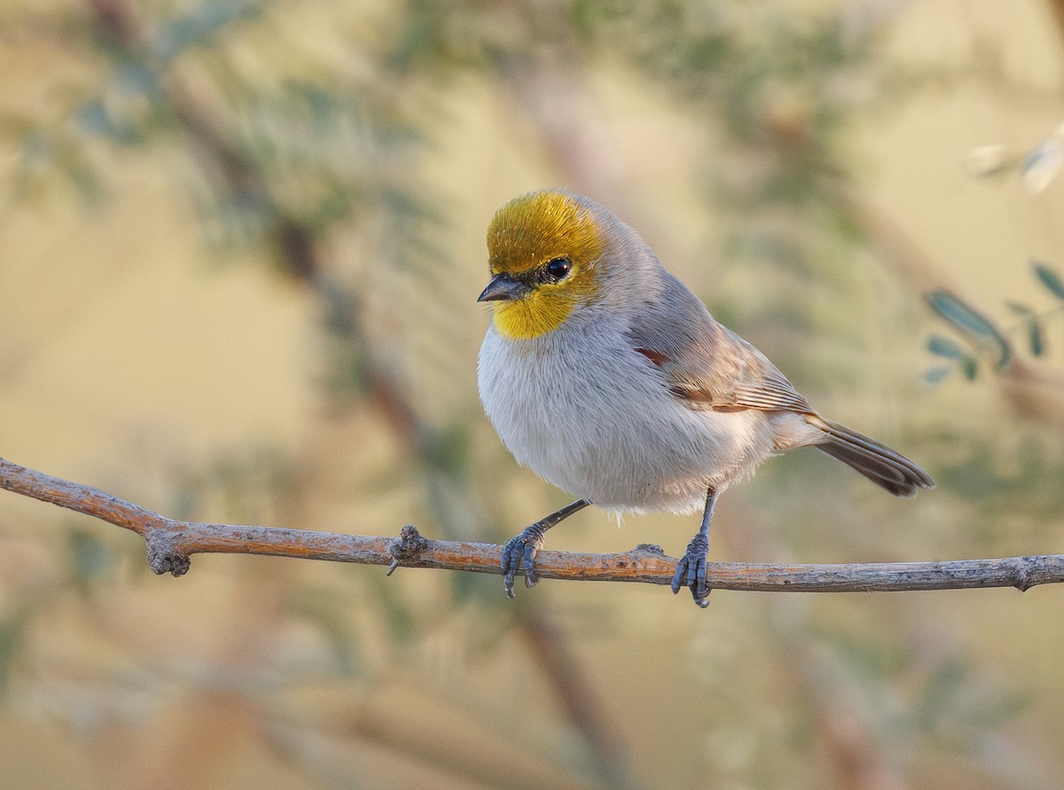 Verdin - ML645430384