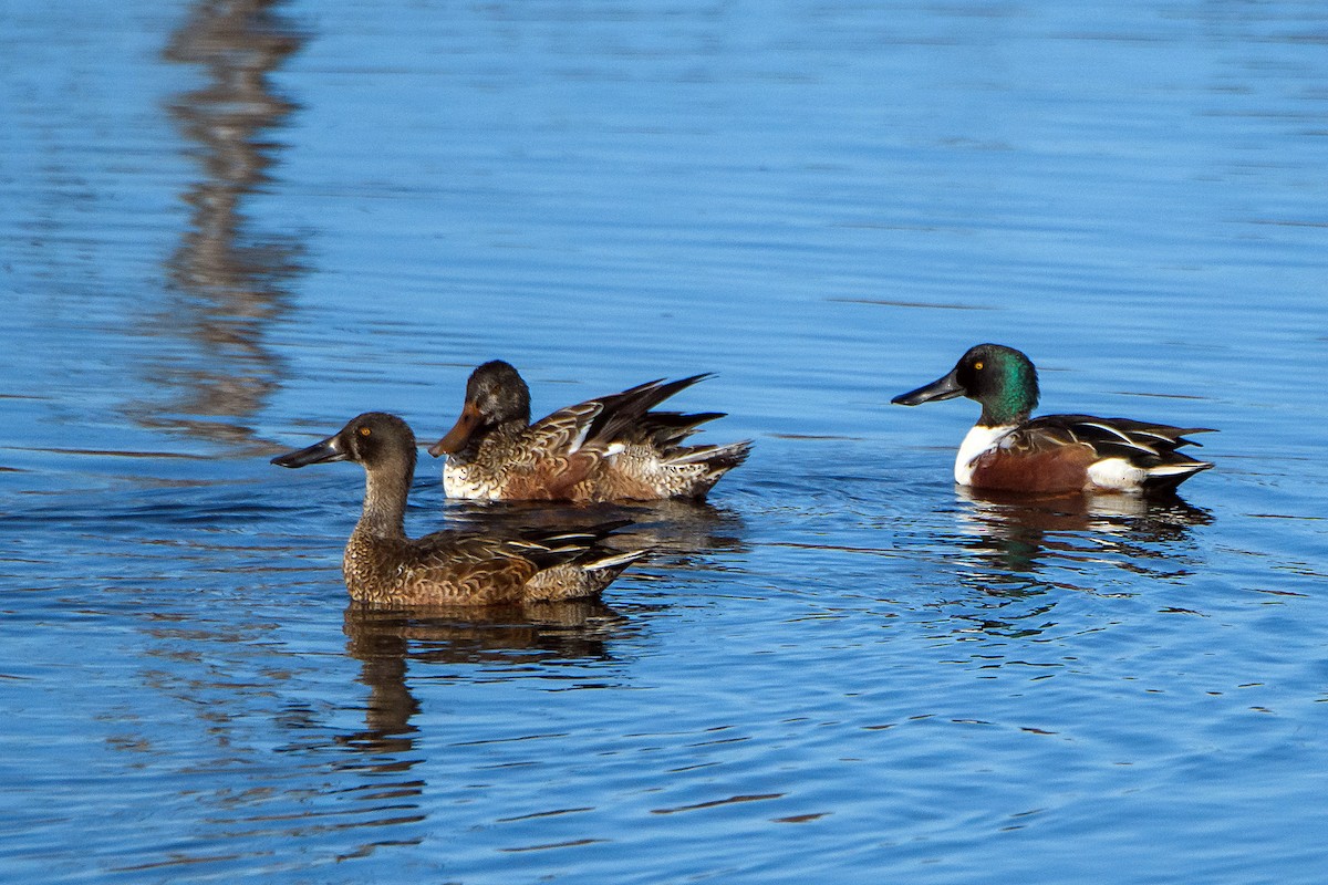 ハシビロガモ - ML645430397