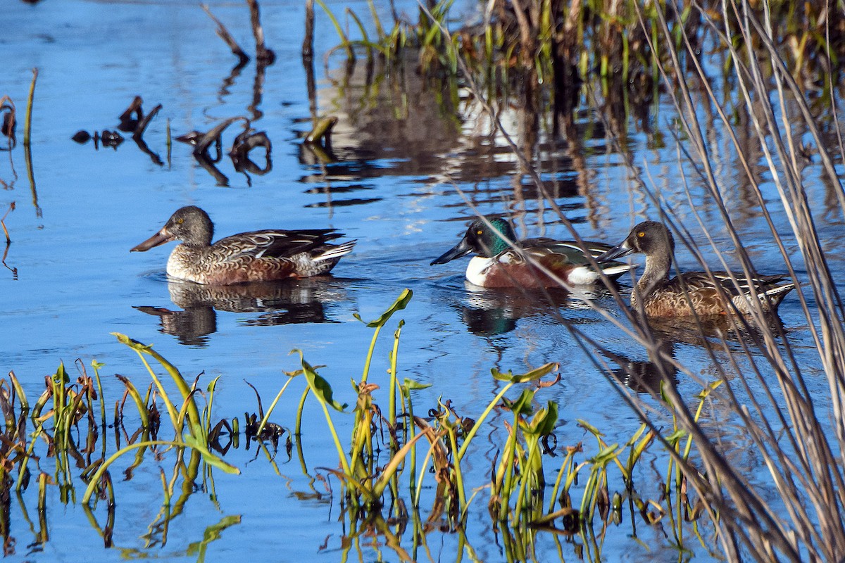 ハシビロガモ - ML645430398