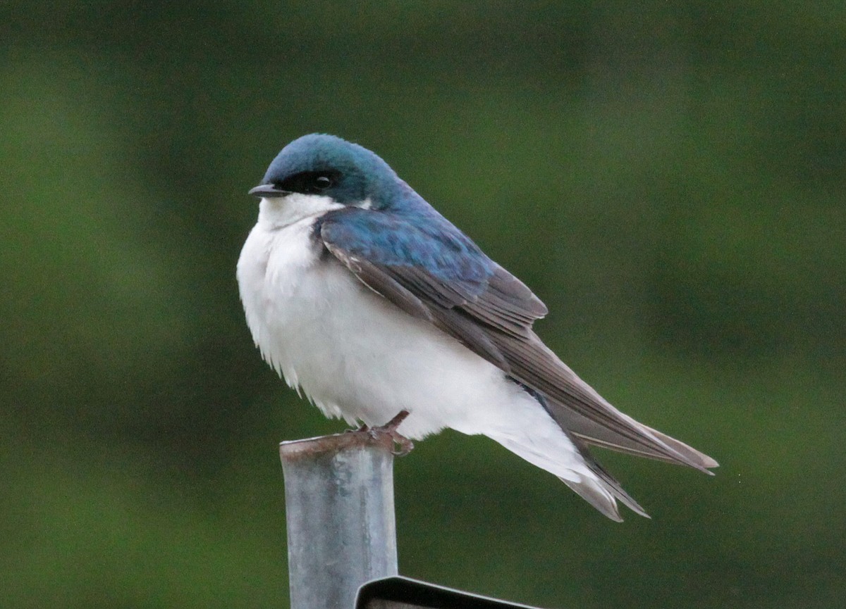 Tree Swallow - ML645430402