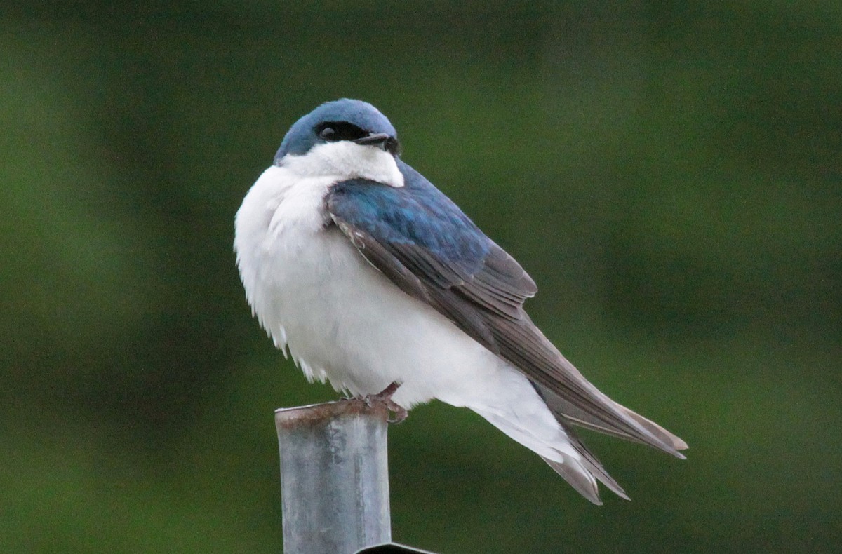Tree Swallow - ML645430403