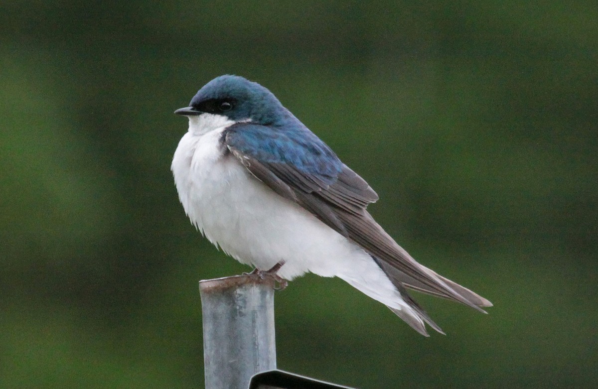 Tree Swallow - ML645430404