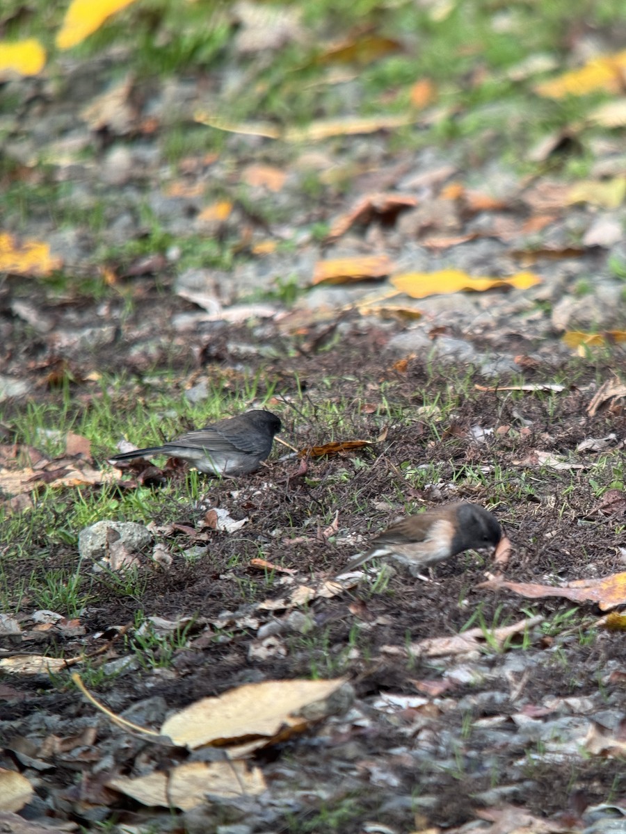 Dark-eyed Junco (cismontanus) - ML645430412