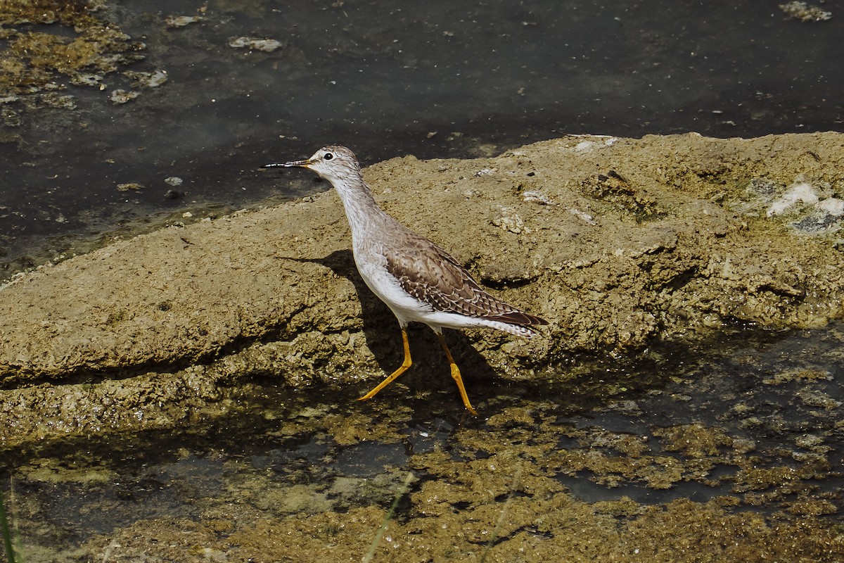 Lesser Yellowlegs - ML645430418