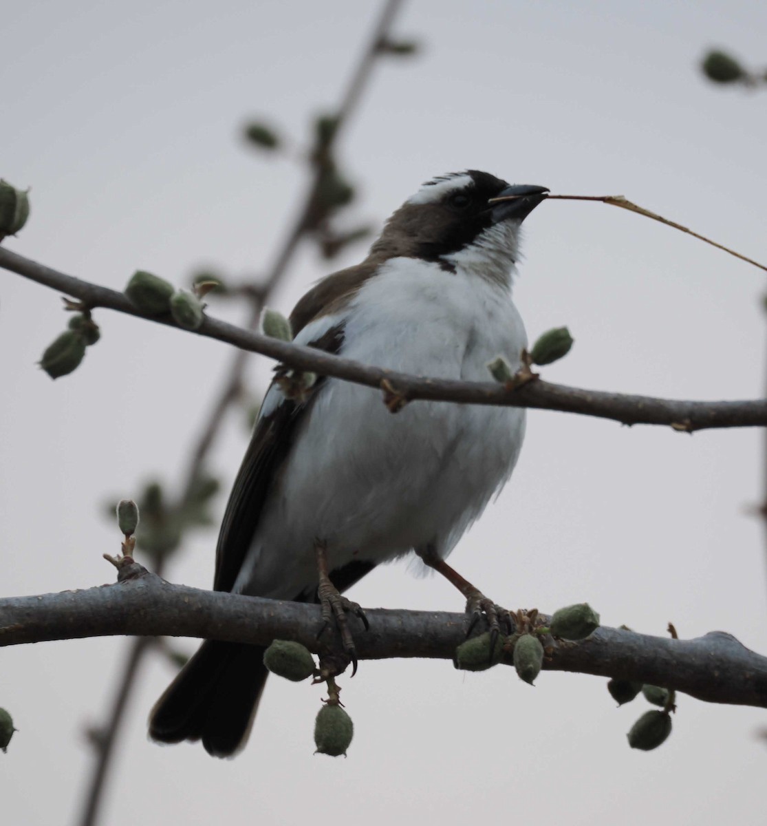 White-browed Sparrow-Weaver - ML645430422