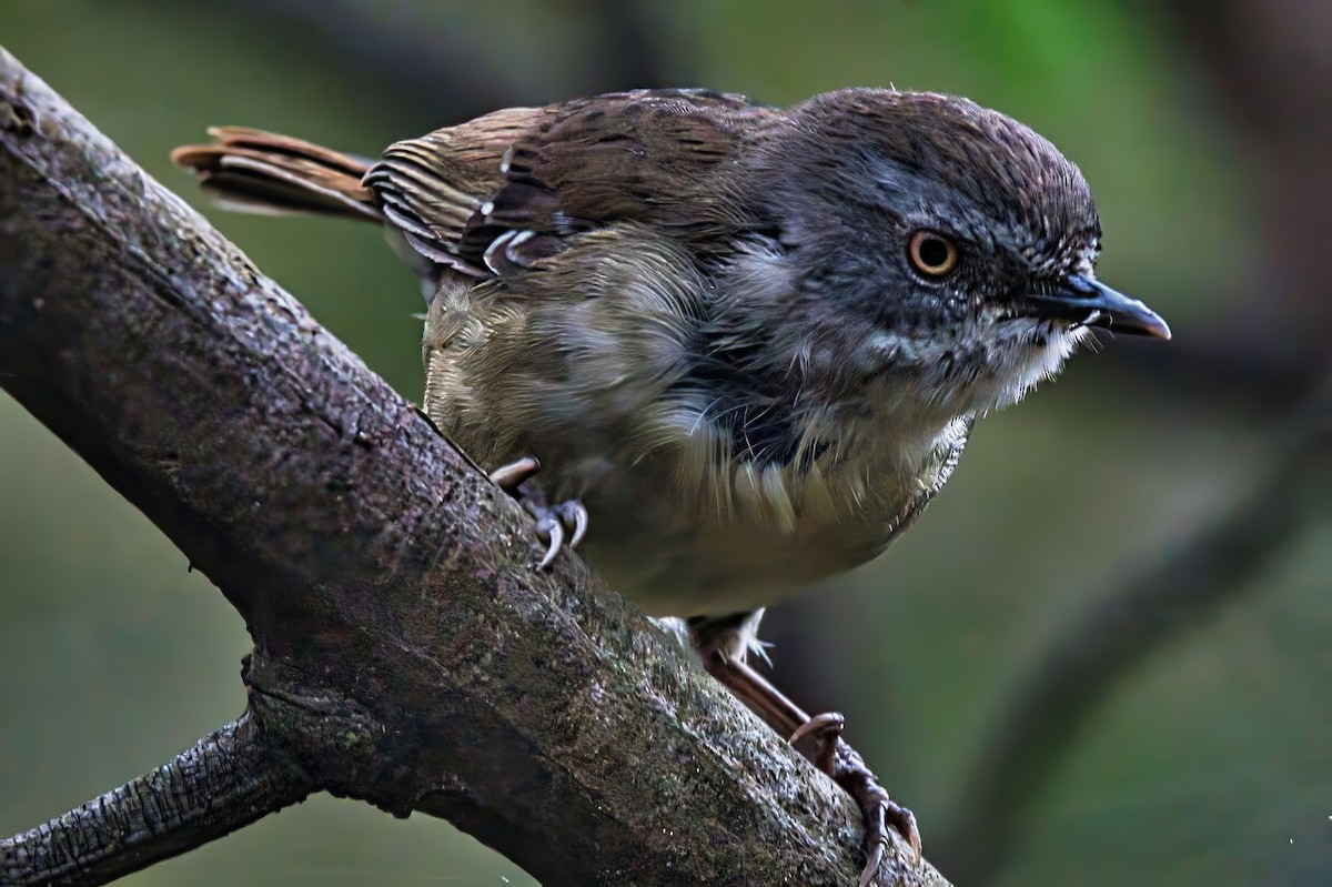 White-browed Scrubwren (White-browed) - ML645430425