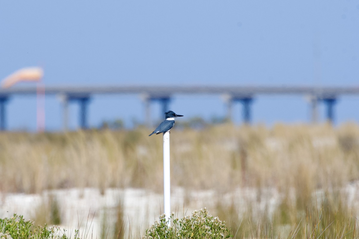 Belted Kingfisher - ML645430426