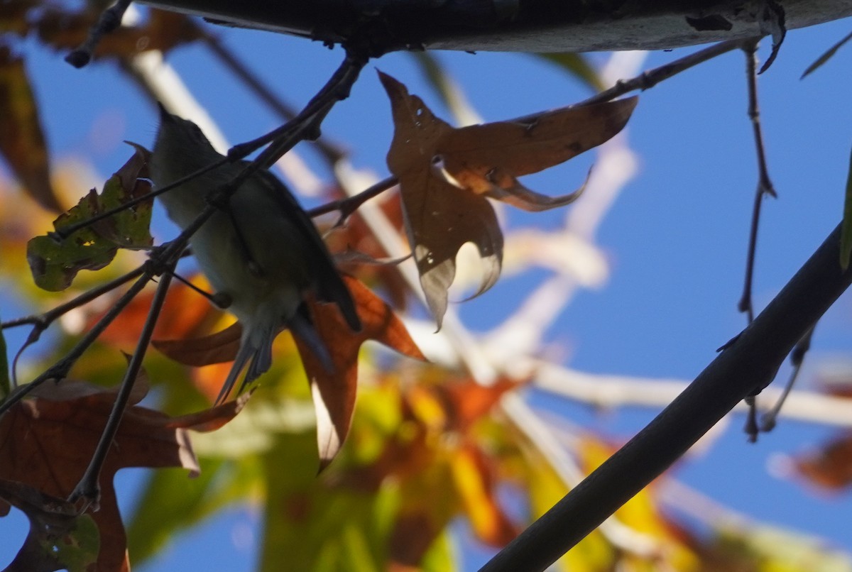 Ruby-crowned Kinglet - ML645430427