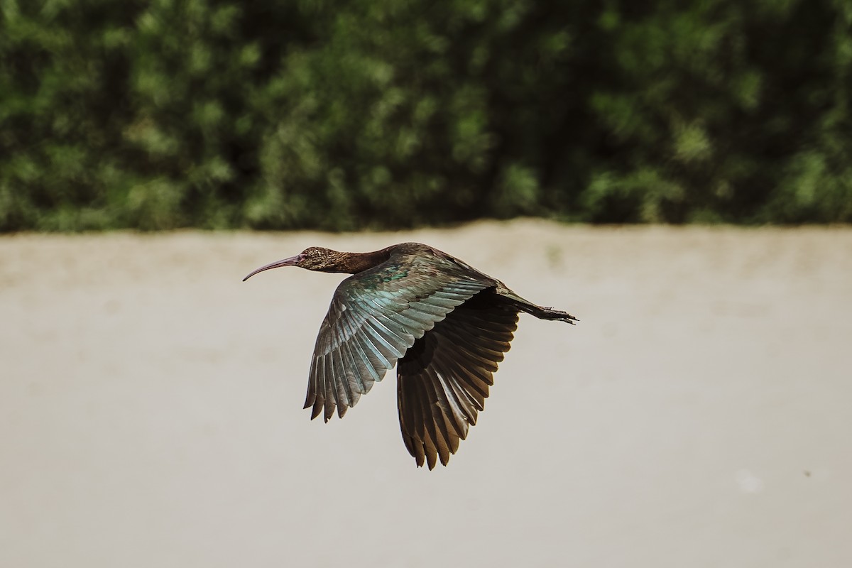 Puna Ibis - ML645430429