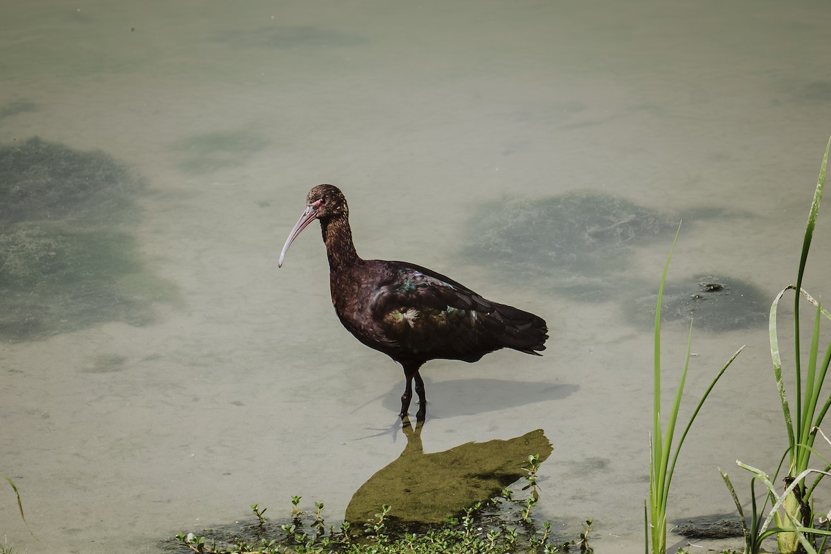 Puna Ibis - ML645430430