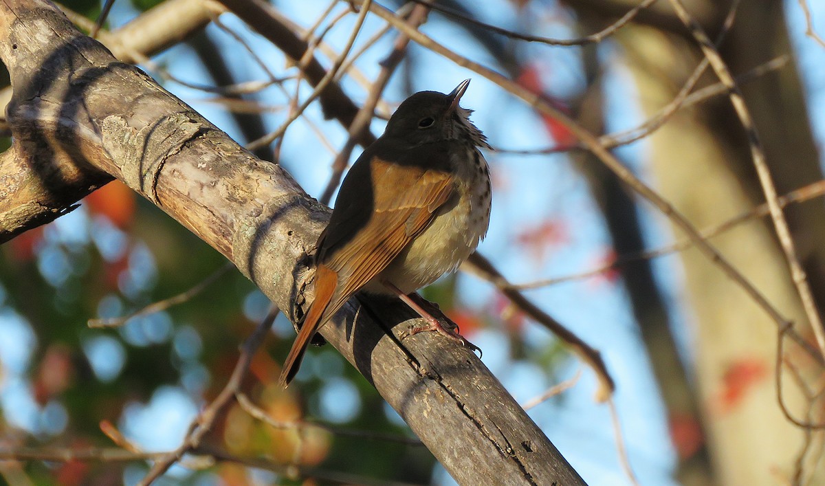Hermit Thrush (faxoni/crymophilus) - ML645430431