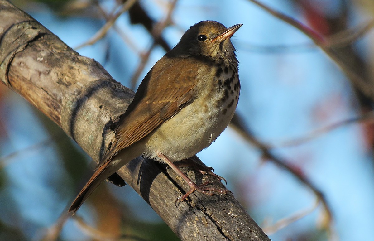 Hermit Thrush (faxoni/crymophilus) - ML645430432