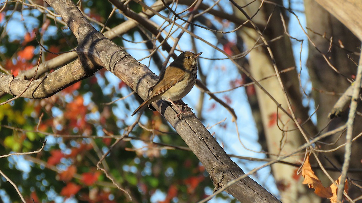 Hermit Thrush (faxoni/crymophilus) - ML645430433