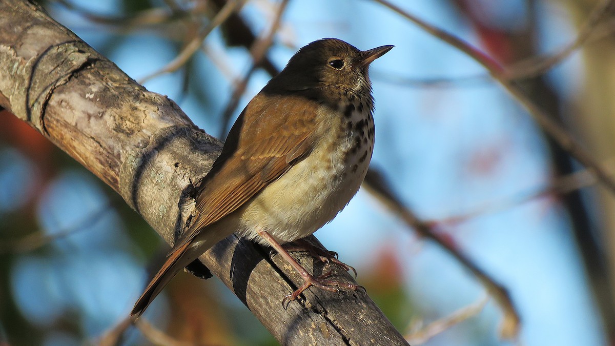 Hermit Thrush (faxoni/crymophilus) - ML645430434