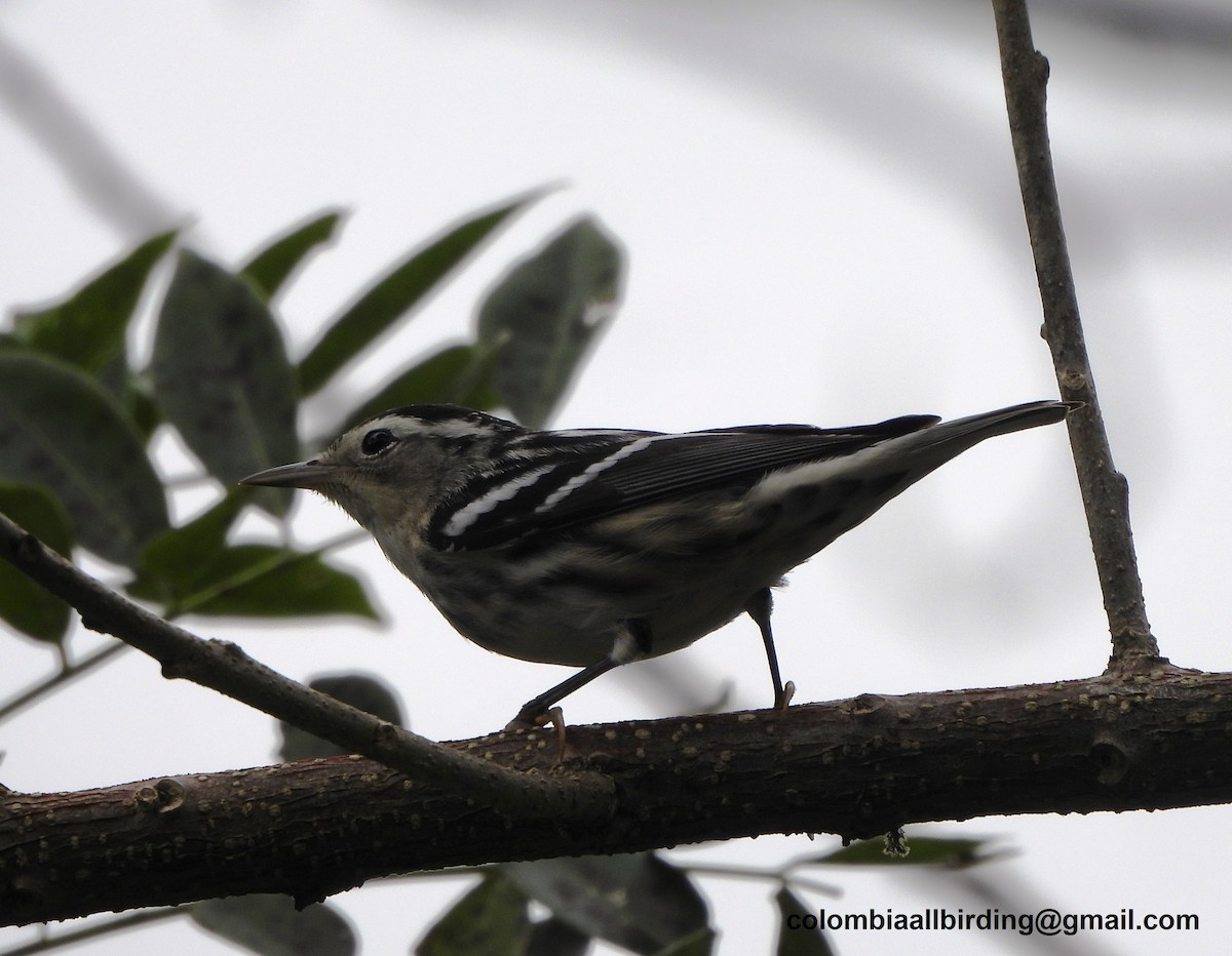 Black-and-white Warbler - ML645430435