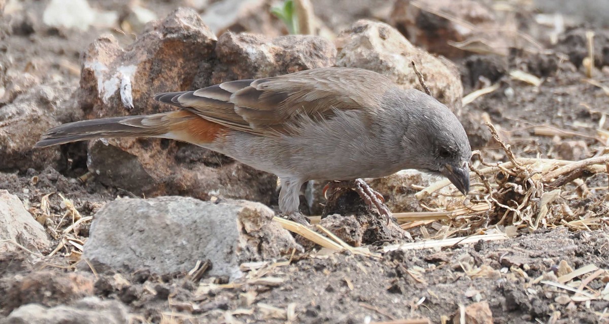 Northern Gray-headed Sparrow - ML645430436