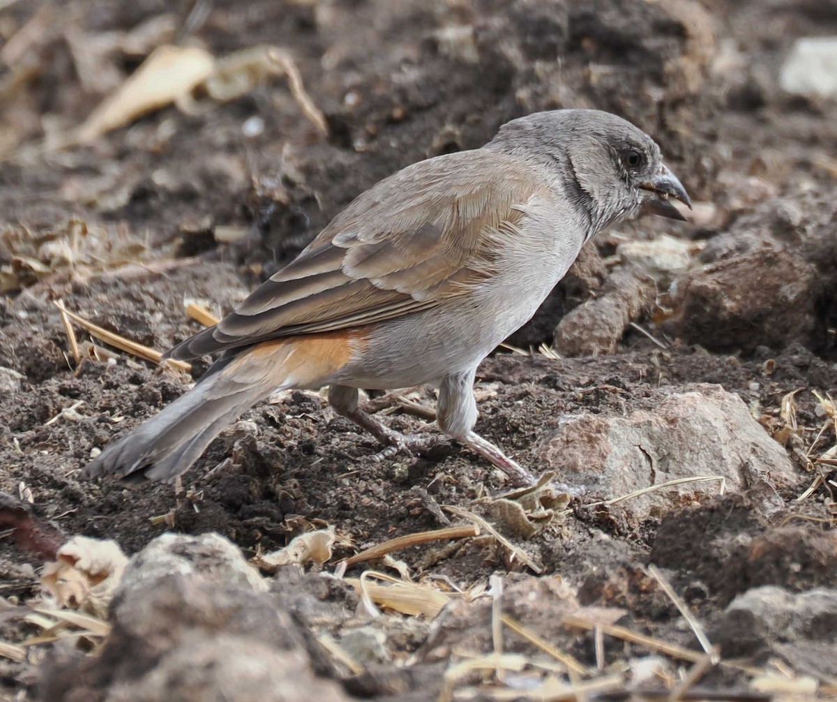 Northern Gray-headed Sparrow - ML645430437