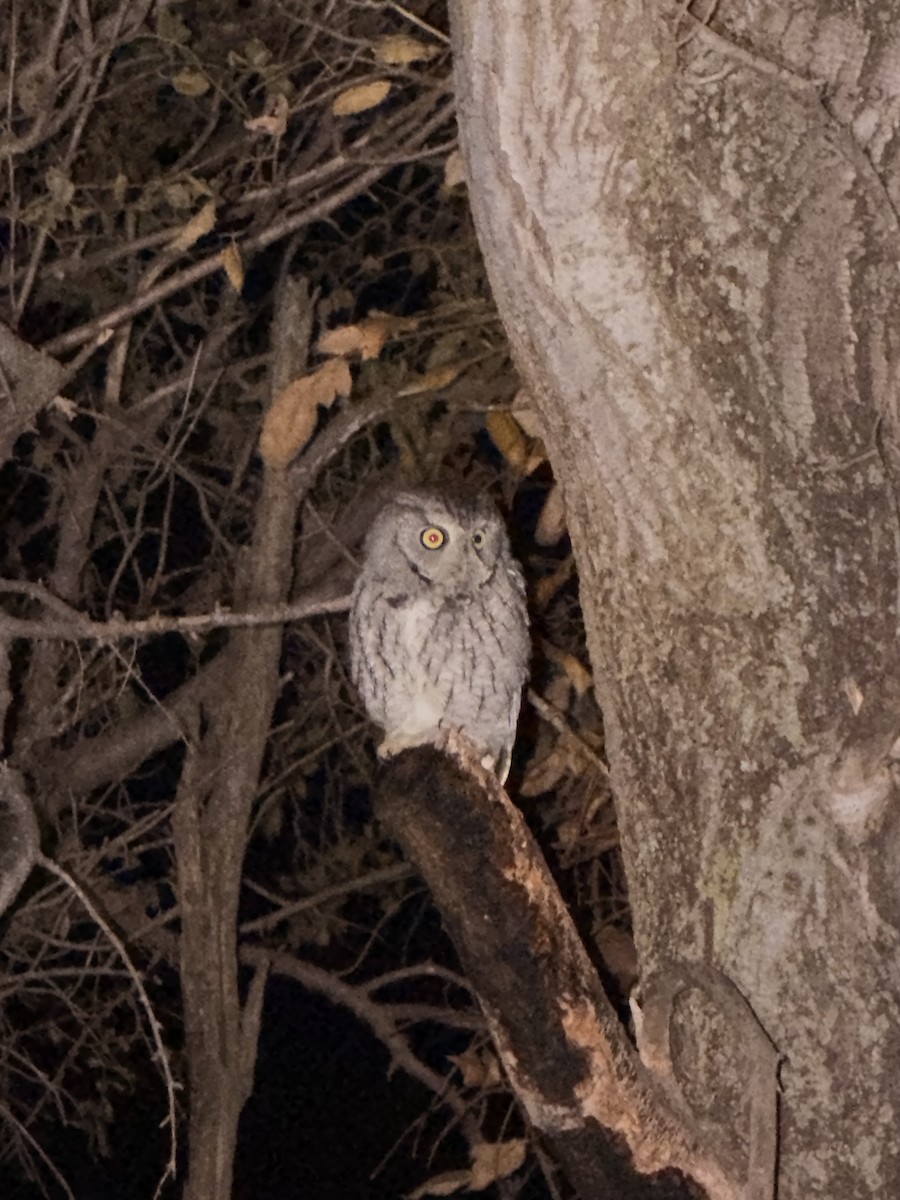Eastern Screech-Owl - ML645430438
