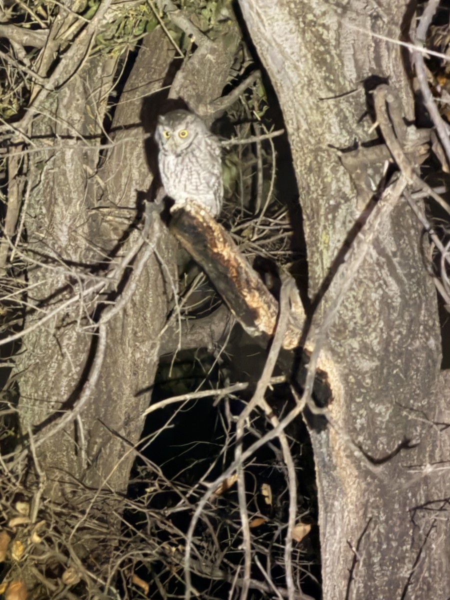 Eastern Screech-Owl - ML645430439