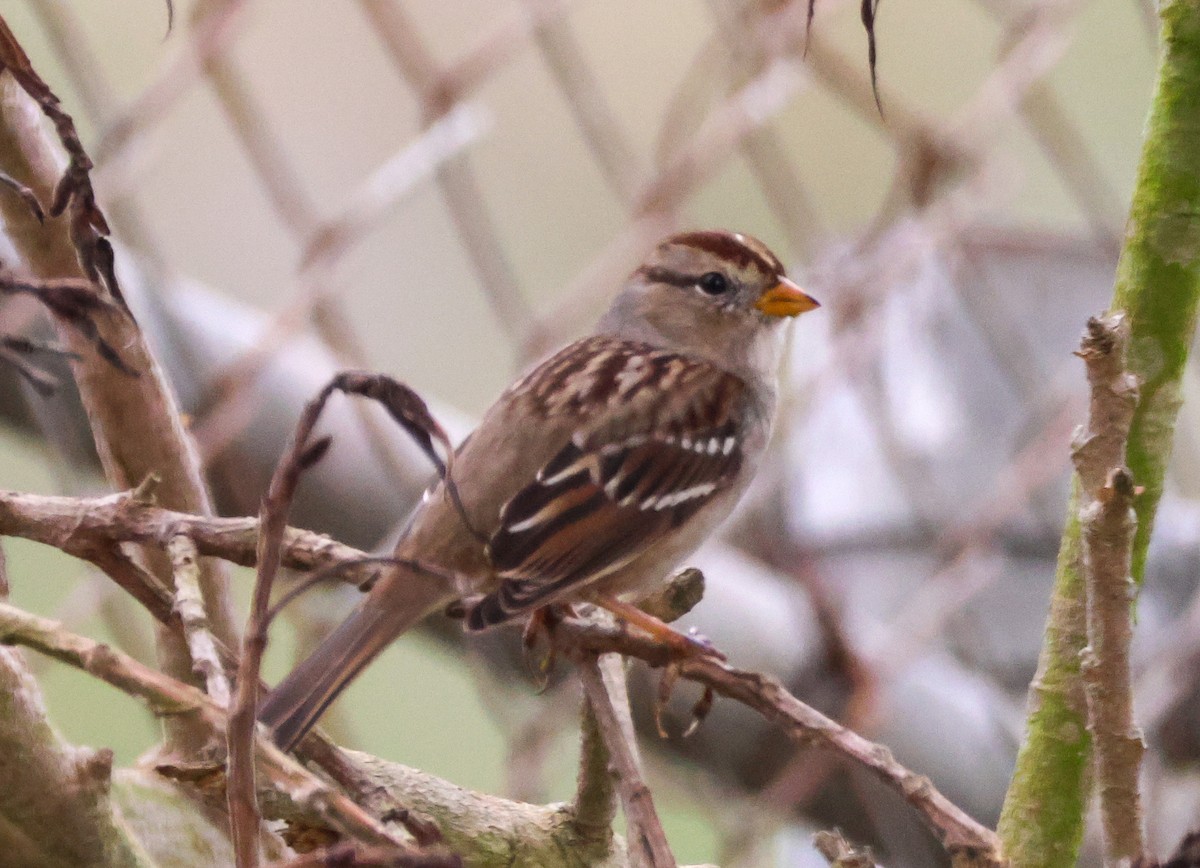 White-crowned Sparrow - ML645430440