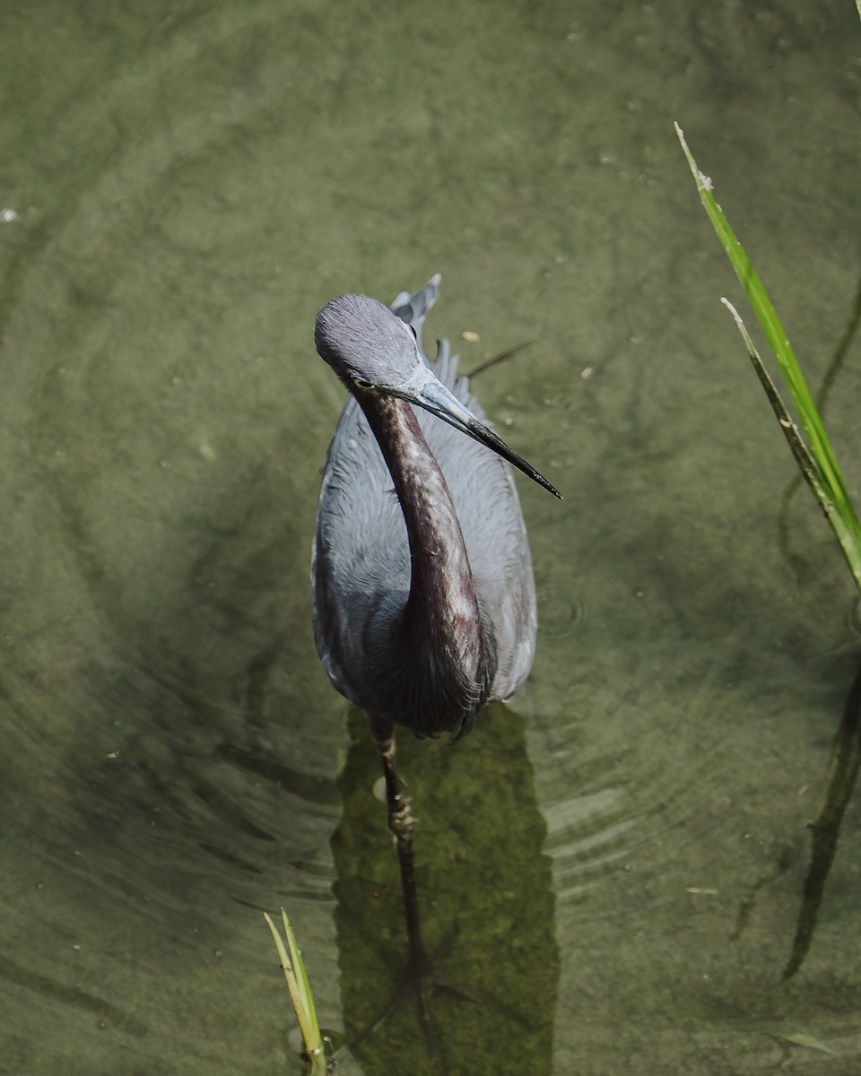 Little Blue Heron - ML645430441