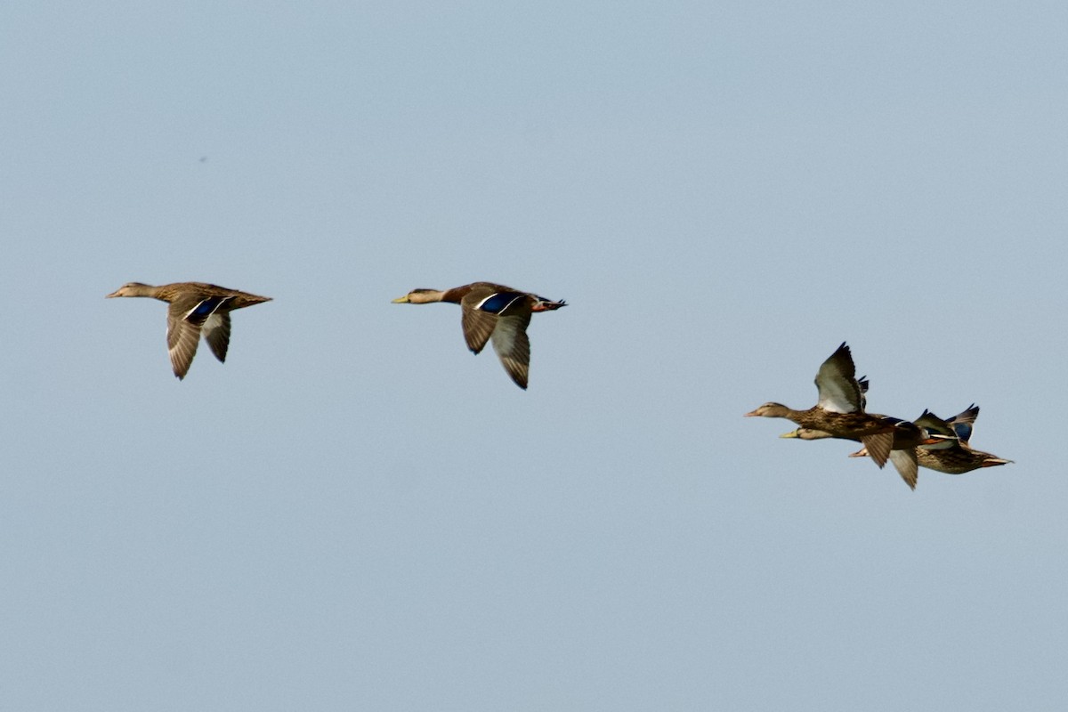 Mallard - ML645430442