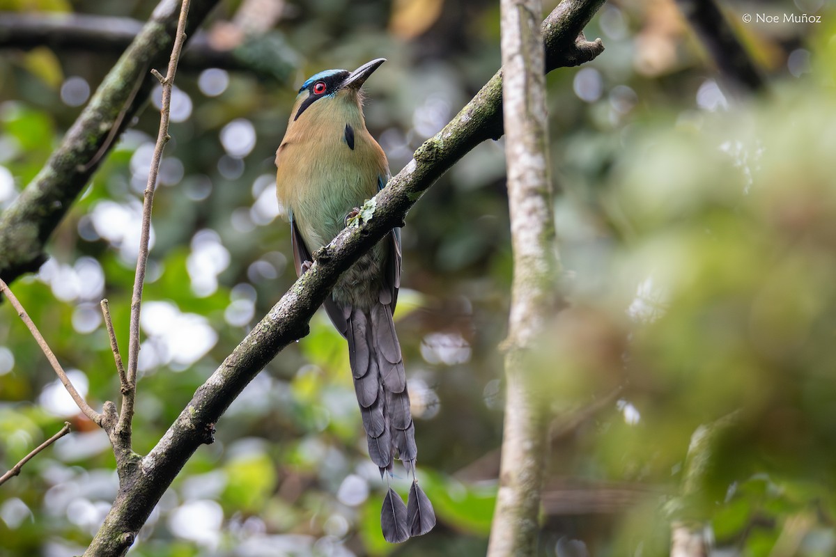 Blue-capped Motmot - ML645430443