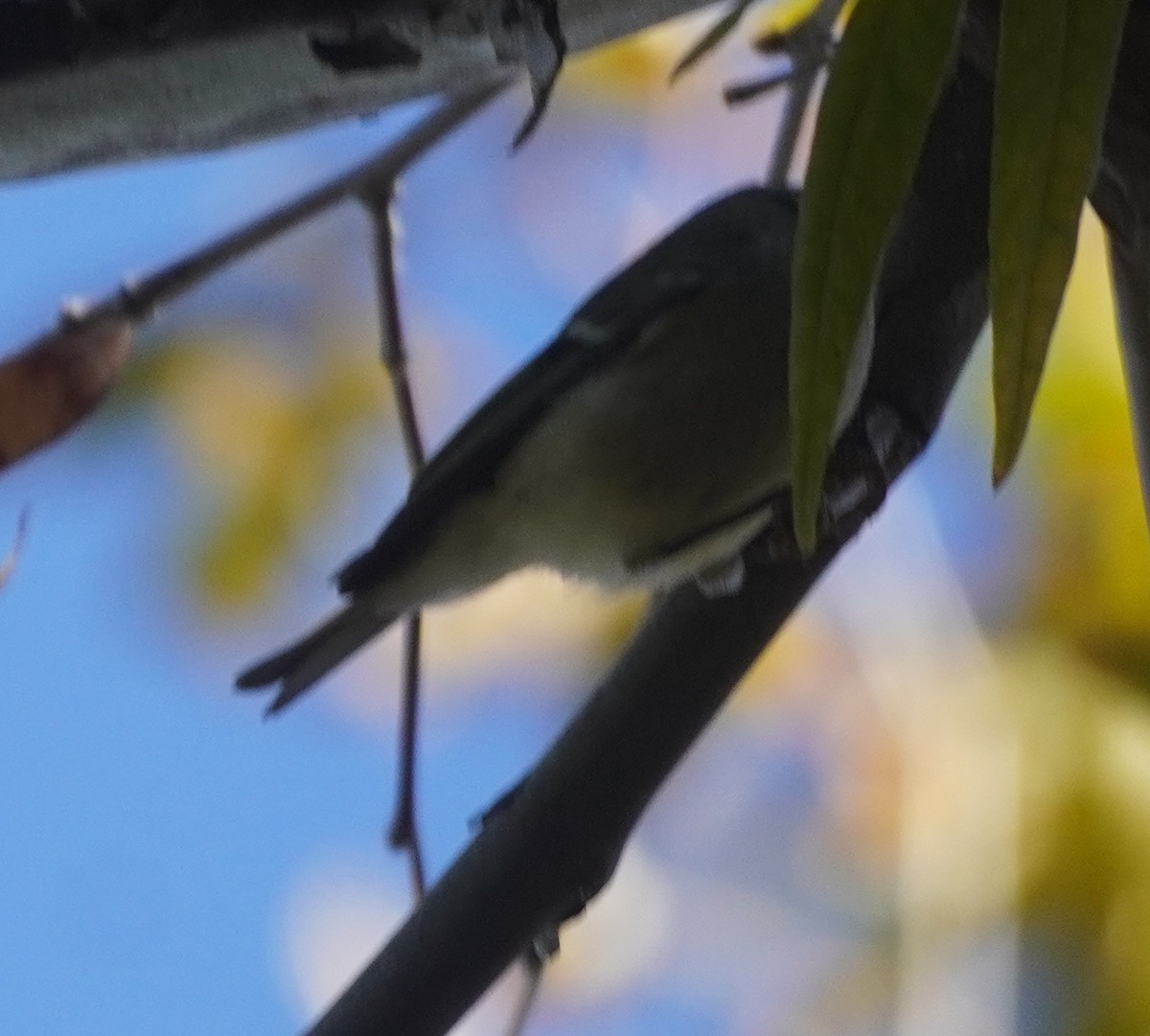 Ruby-crowned Kinglet - ML645430444