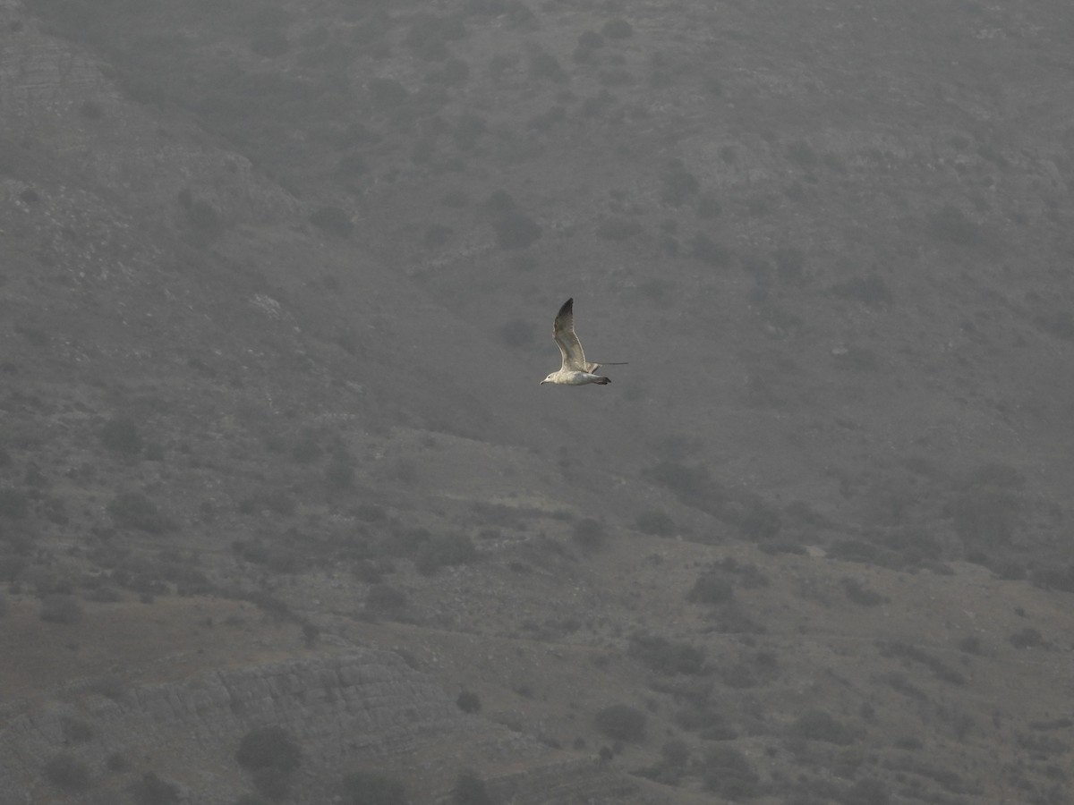 Armenian Gull - ML645430445