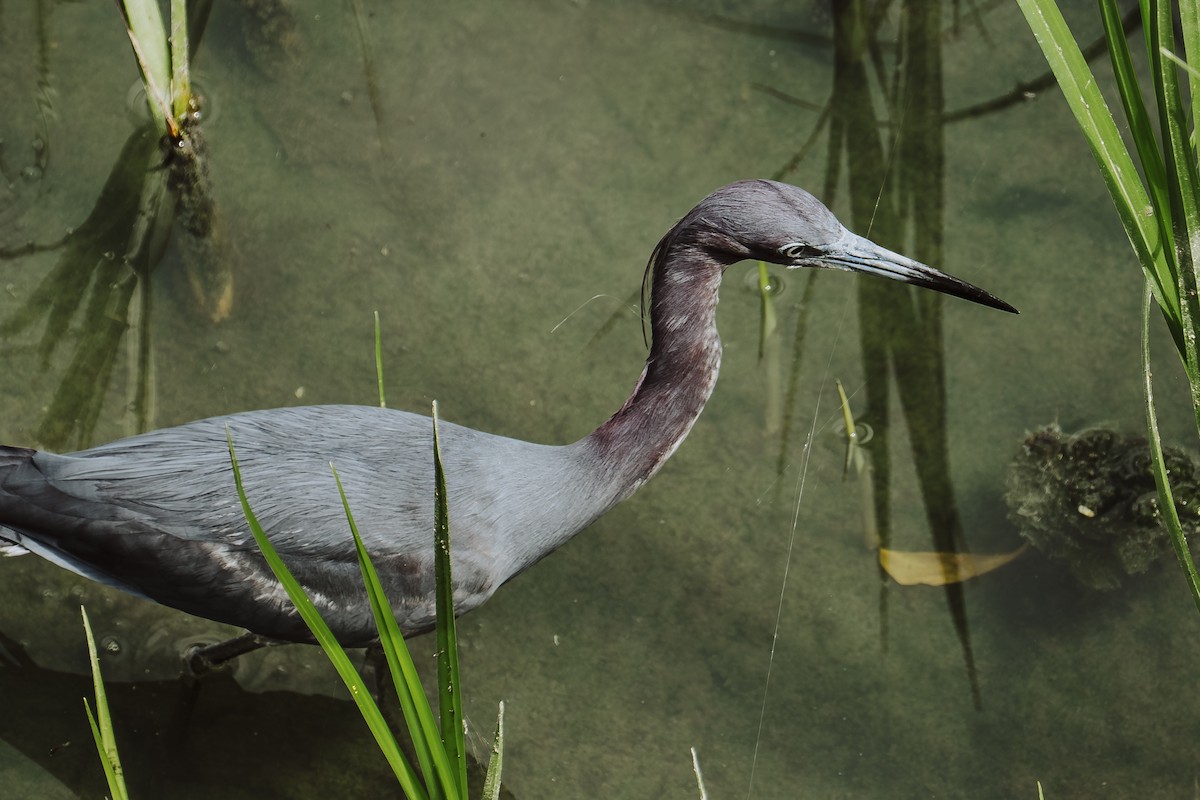 Little Blue Heron - ML645430446