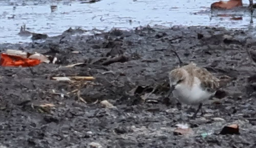 Red-necked Stint - ML645430447