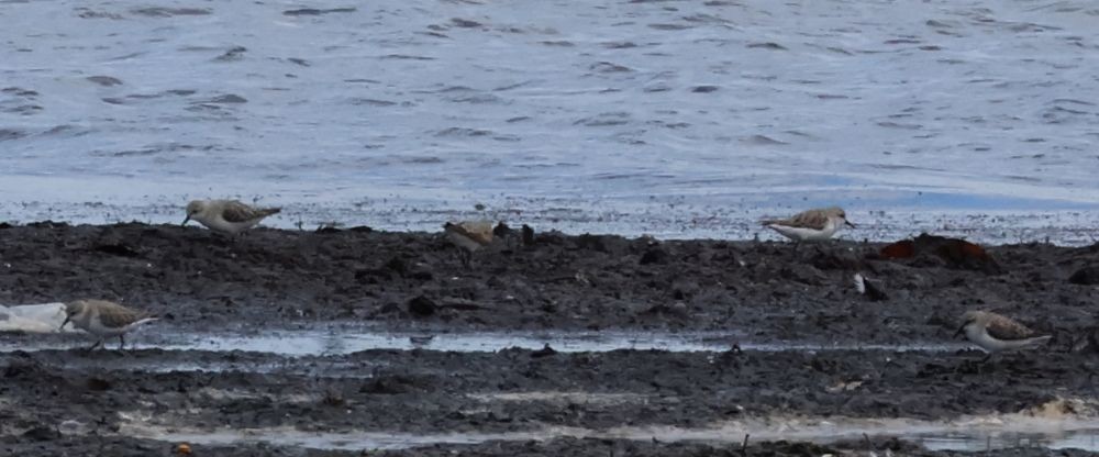 Red-necked Stint - ML645430448