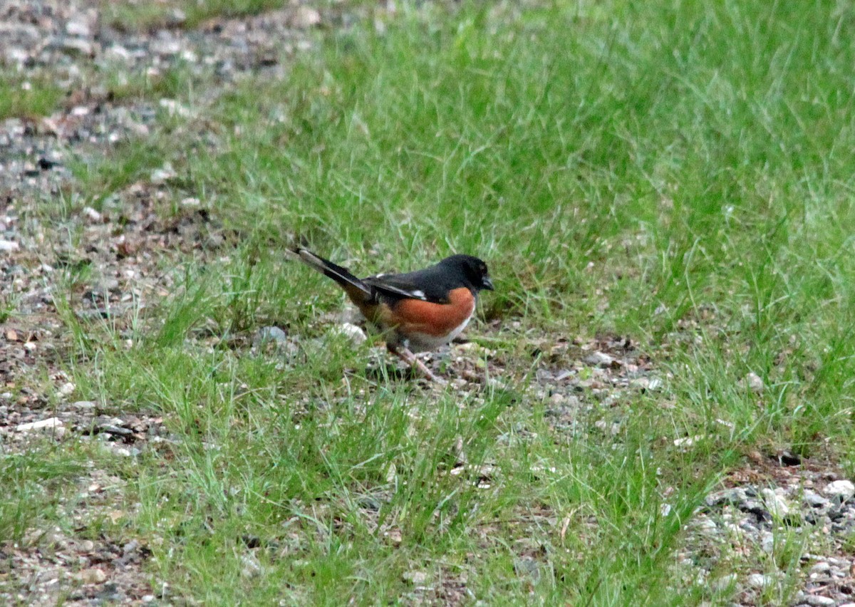 Eastern Towhee - ML645430450