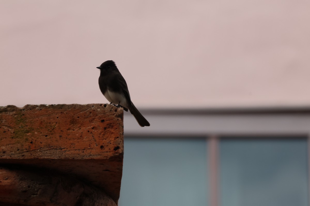 Black Phoebe - ML645430451