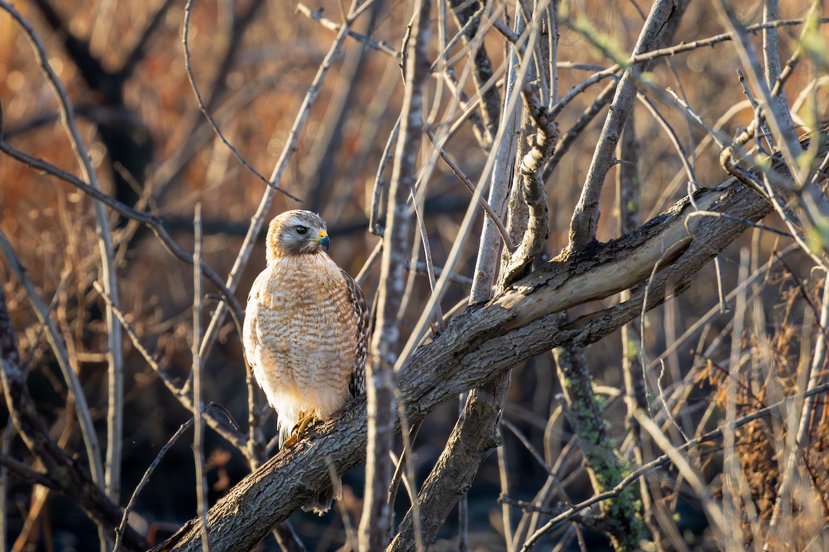 Red-shouldered Hawk - ML645430454