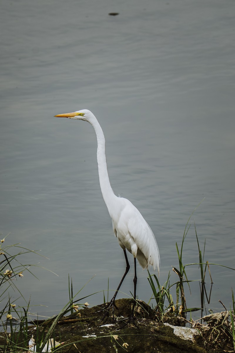 Great Egret - ML645430456