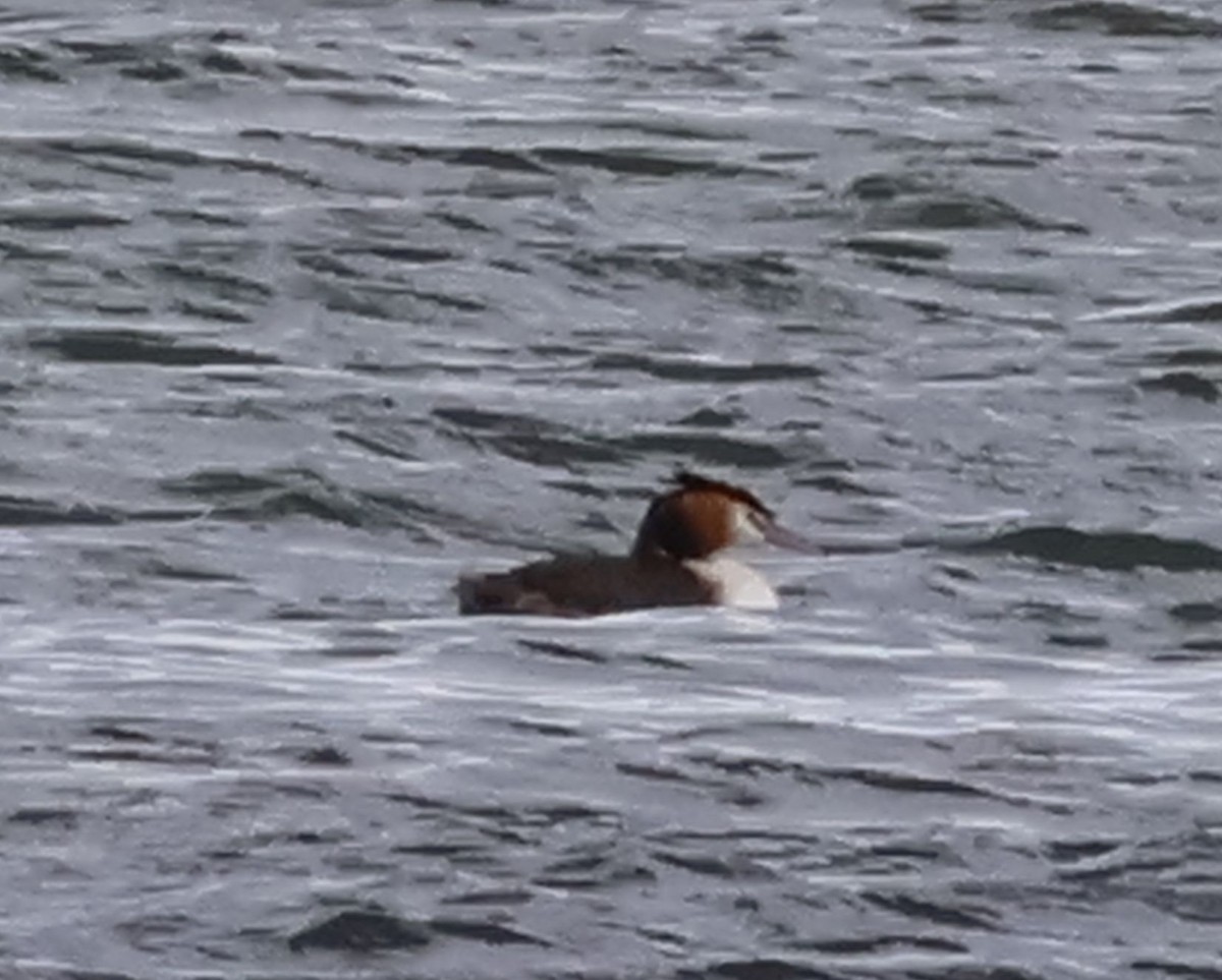 Great Crested Grebe - ML645430457