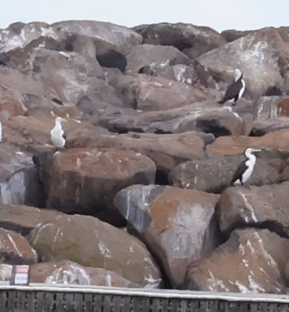 Pied Cormorant - ML645430465