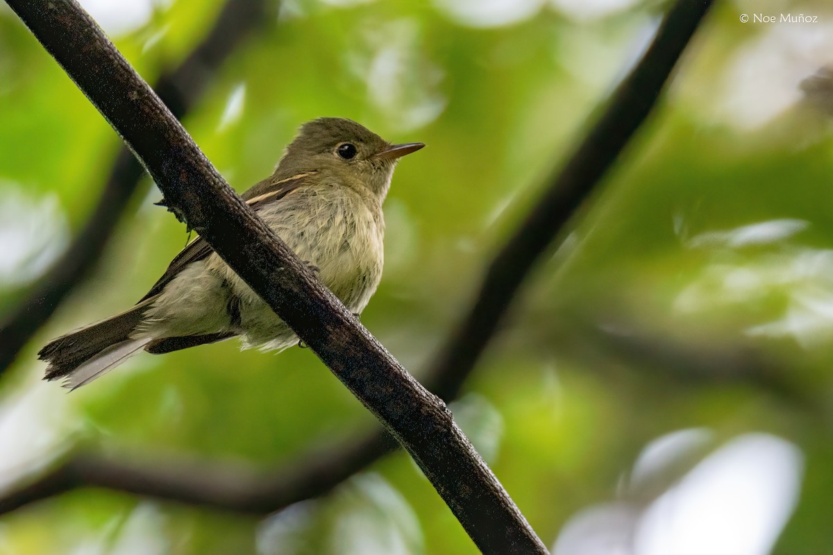 Mosquero Ventriamarillo - ML645430467