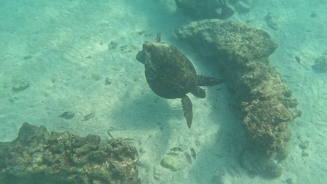 Animals - ML645430485