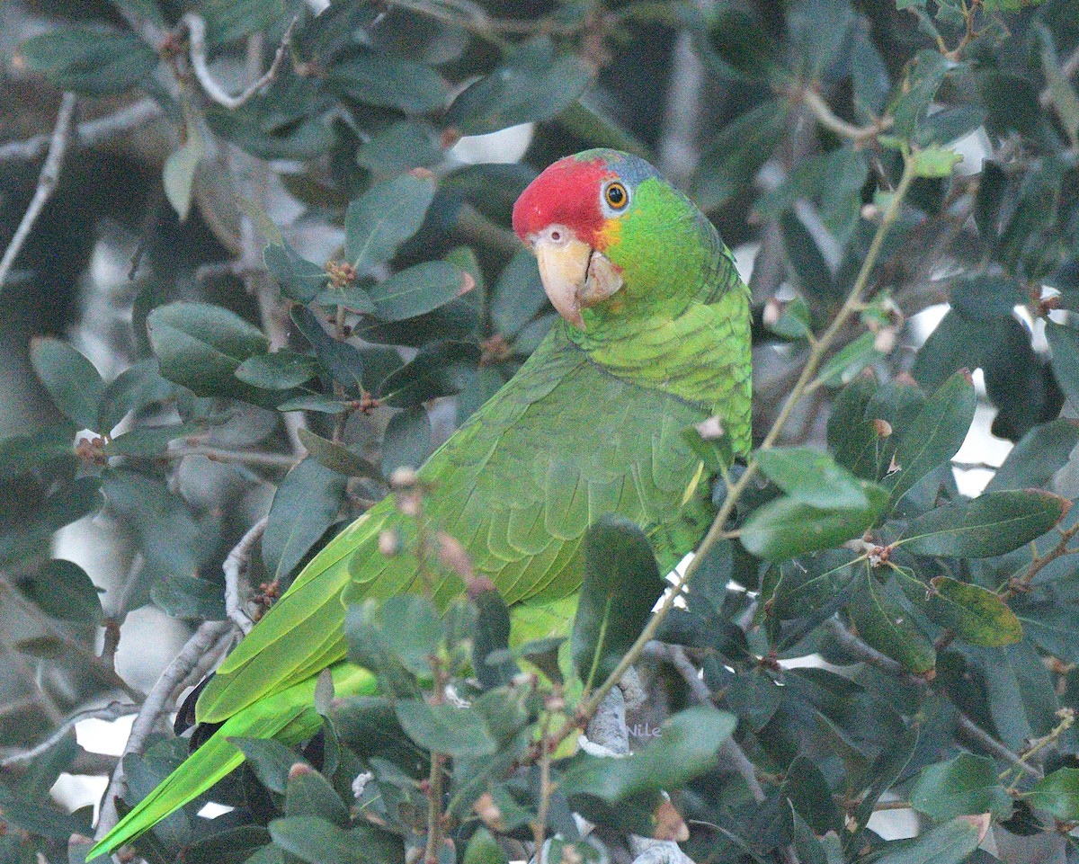 Red-crowned Amazon - ML645430486