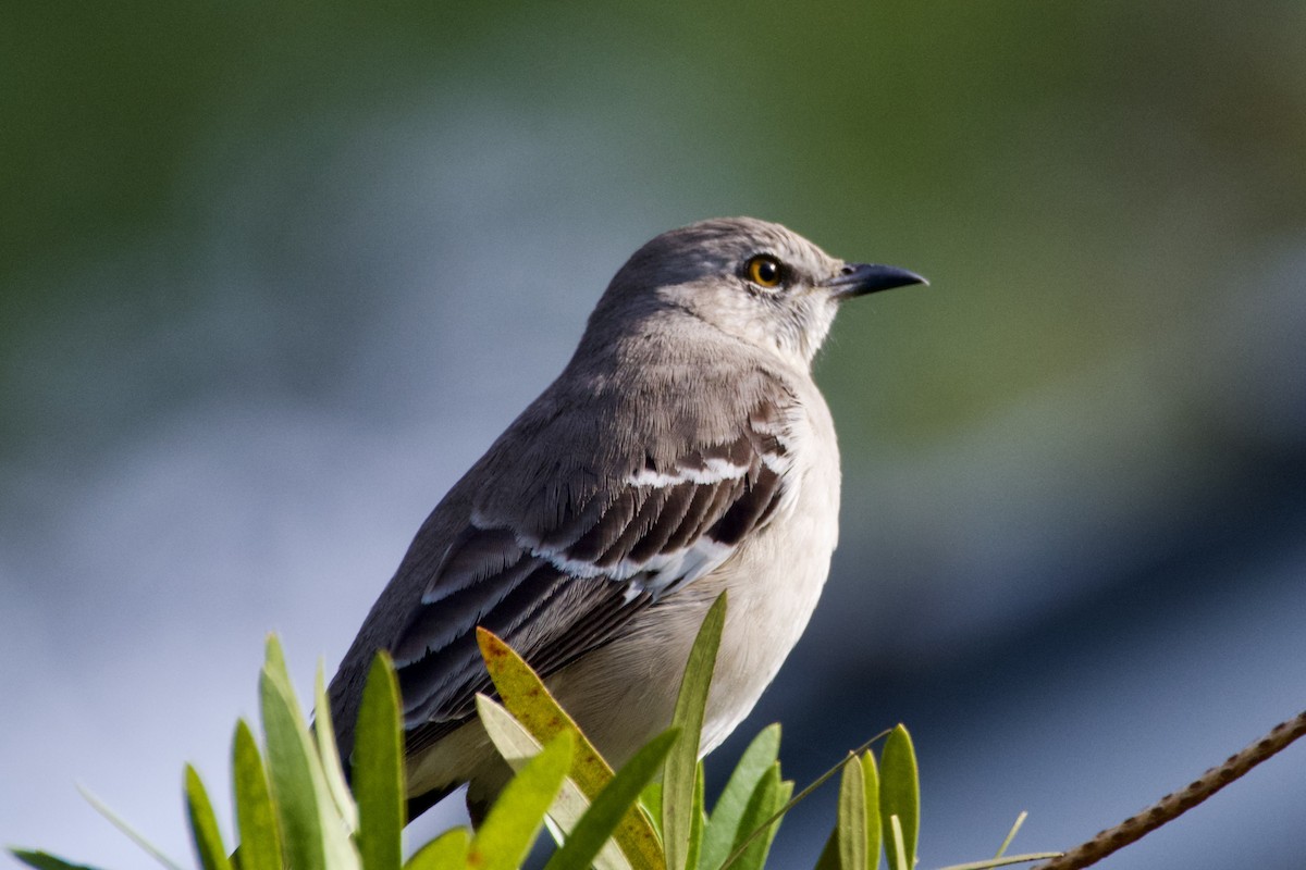 חקיינית צפונית - ML645430493
