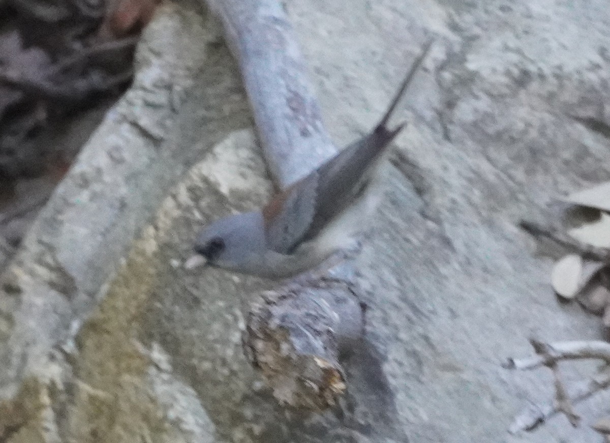 Dark-eyed Junco - ML645430516