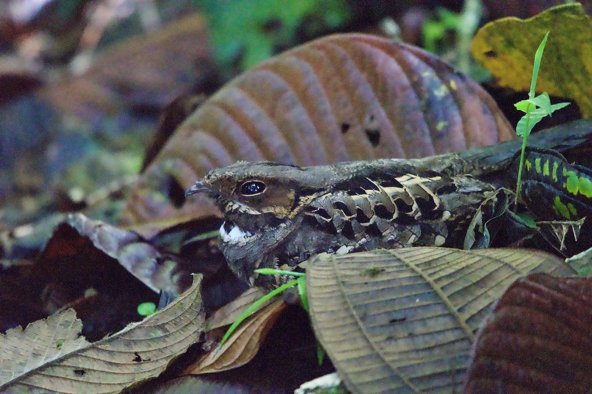 Пораке - ML645430518