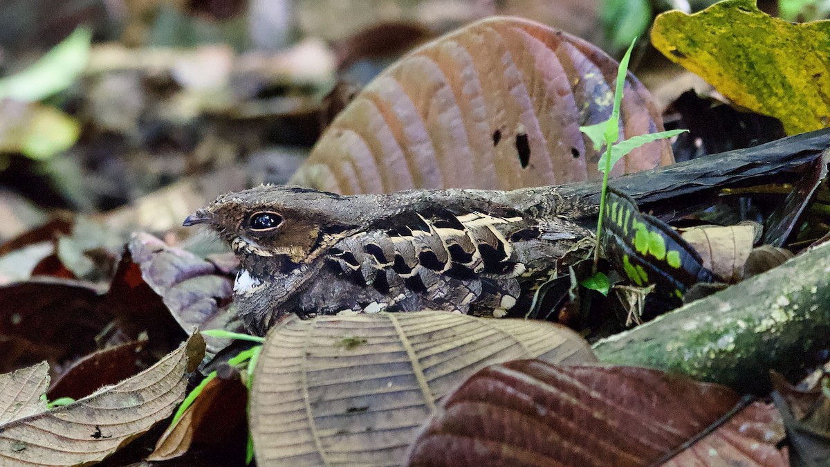 Пораке - ML645430519