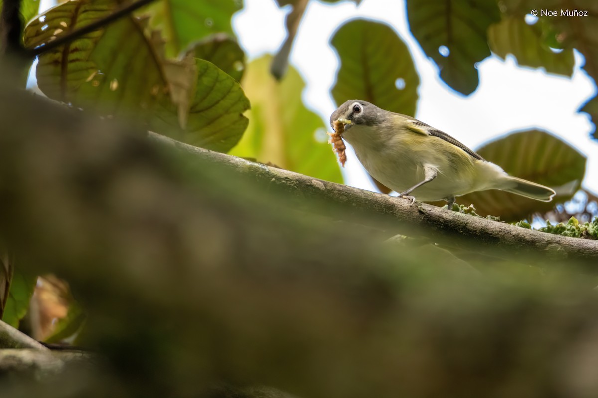 Blue-headed Vireo - ML645430526