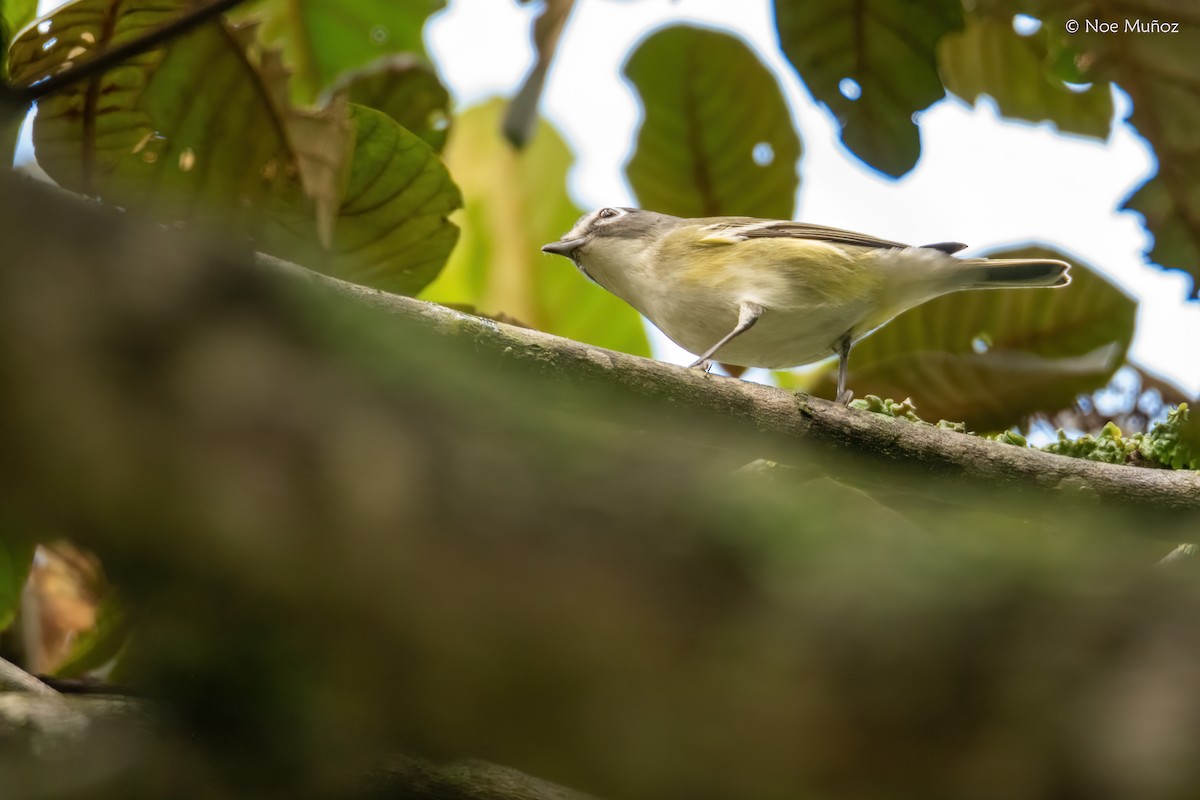 Blue-headed Vireo - ML645430527